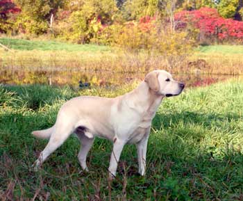 Charlie-standing