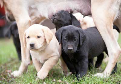 Labrador Puppies For Sale Mn